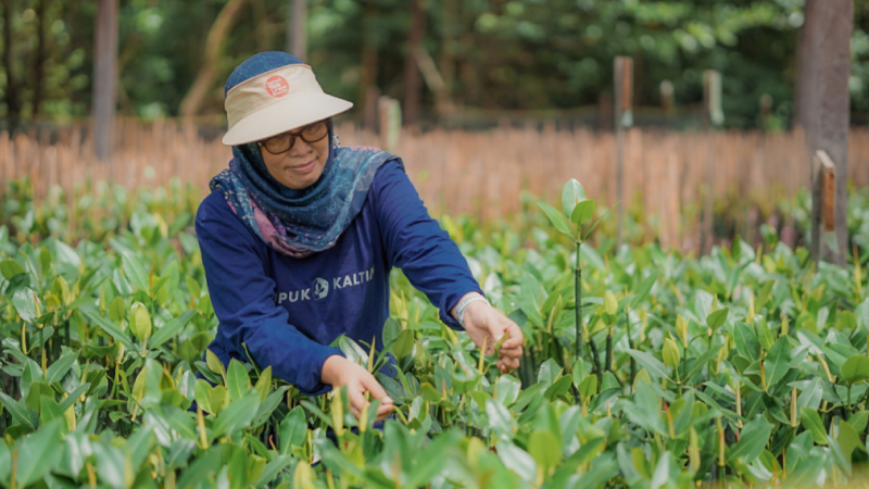 Konservasi dan Diversifikasi Mangrove dan Budidaya Kepiting (Server Mang Budi)